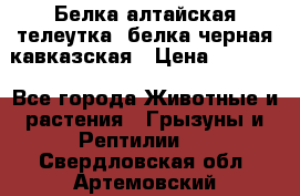 Белка алтайская телеутка, белка черная кавказская › Цена ­ 5 000 - Все города Животные и растения » Грызуны и Рептилии   . Свердловская обл.,Артемовский г.